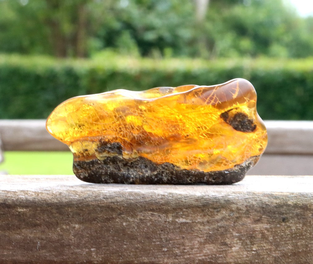 40 Million-Year-Old Baltic Amber Gemstone
