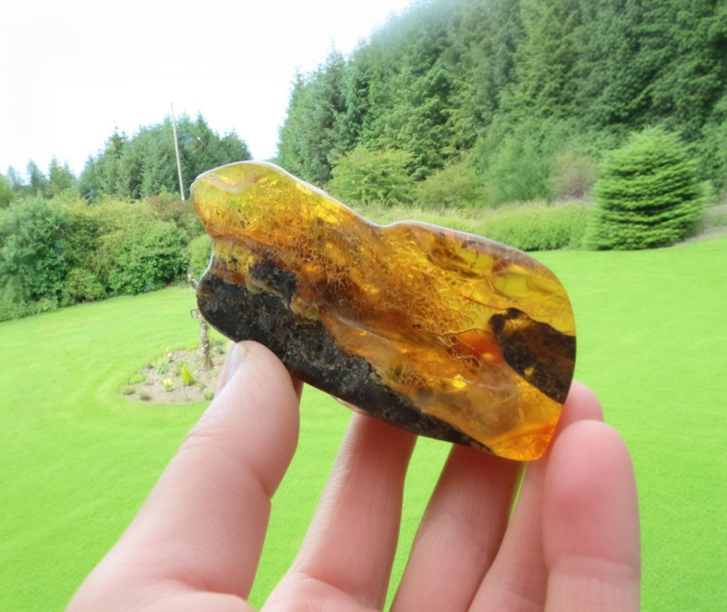 40 Million-Year-Old Baltic Amber Gemstone
