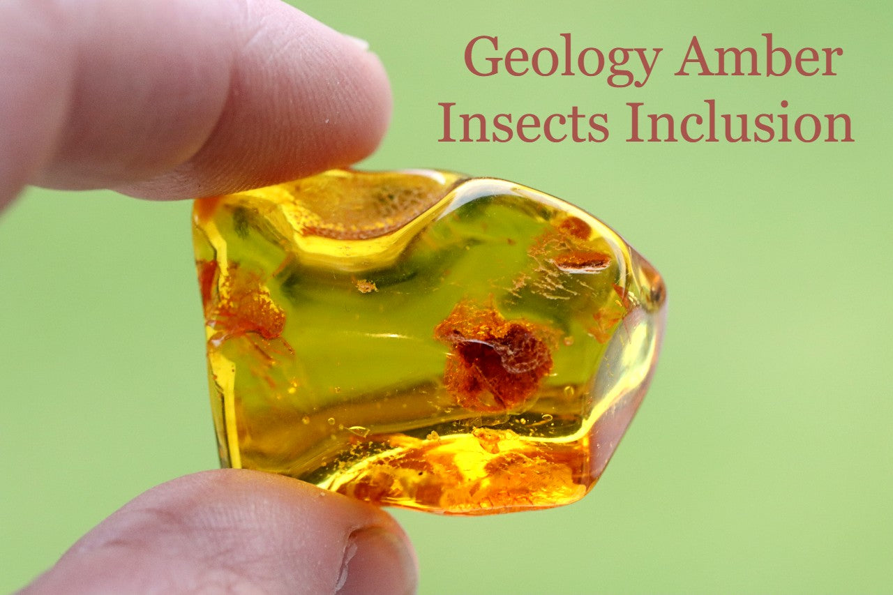 Amber Insects Inclusion