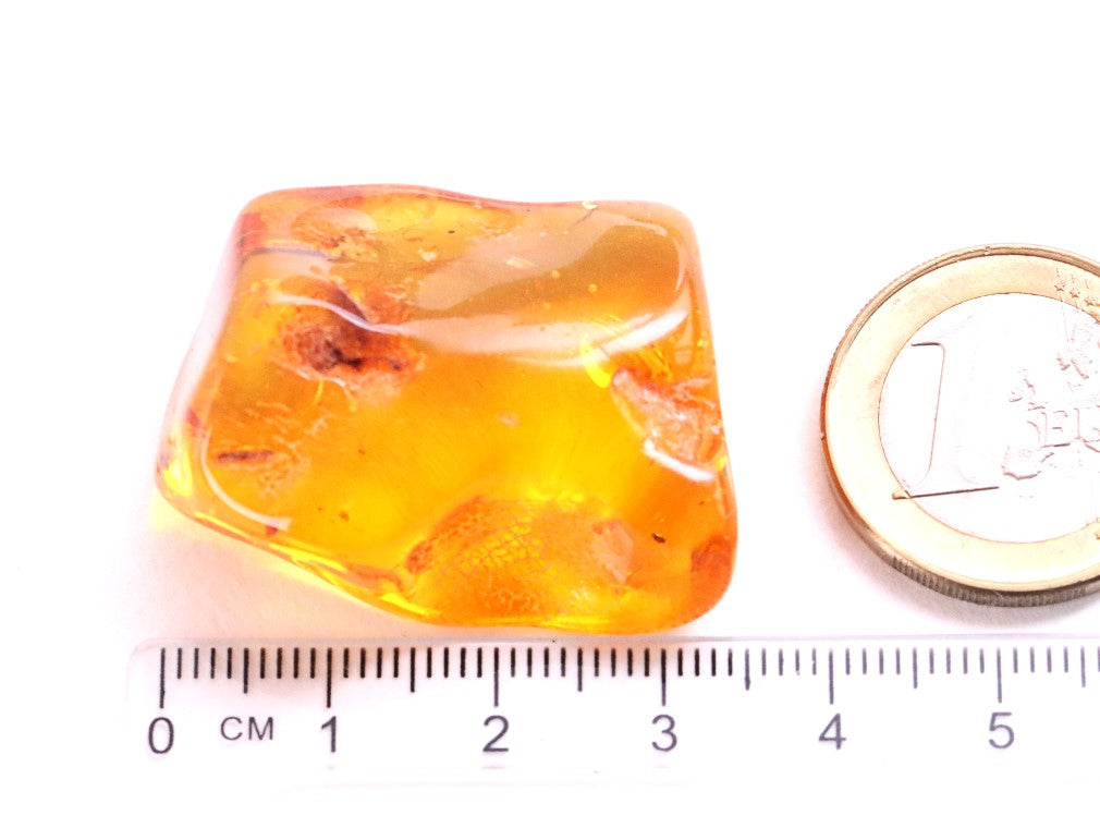 Amber Insects Inclusion