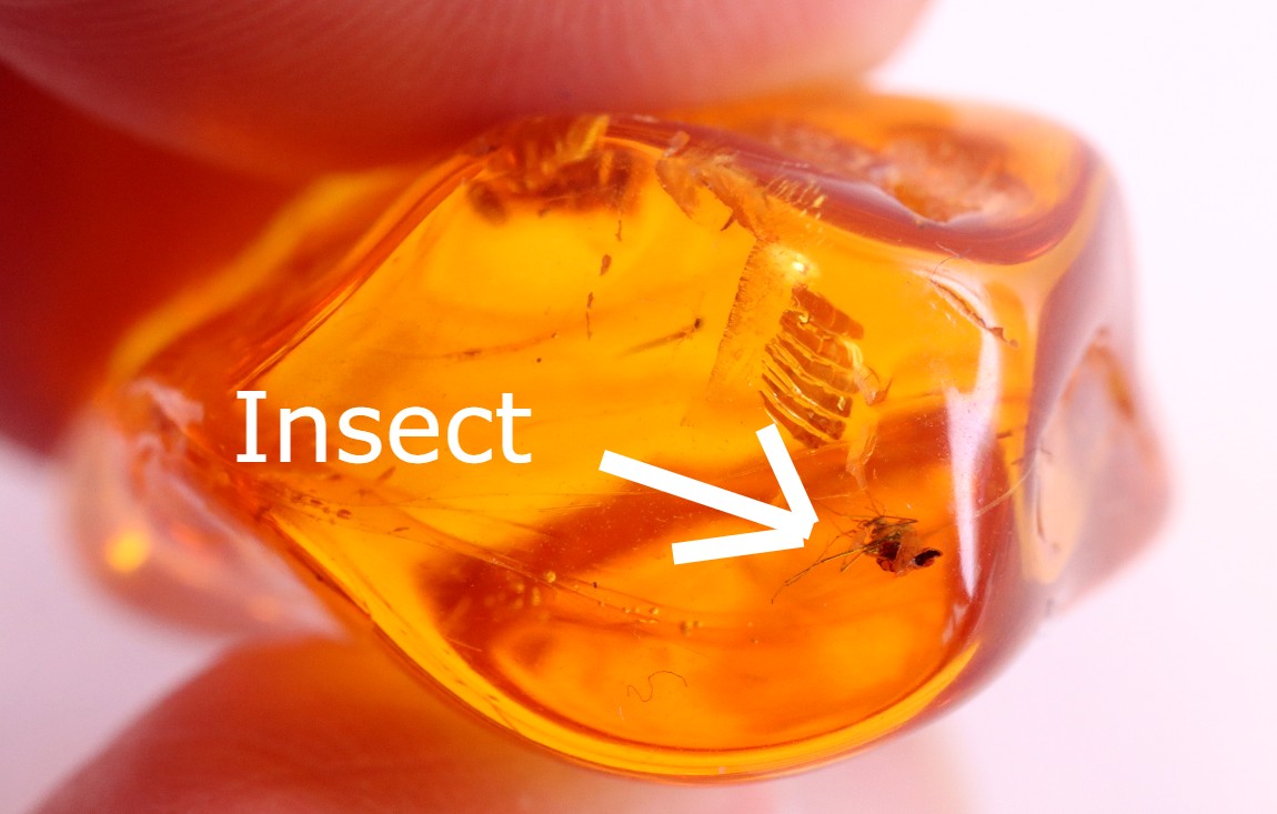 Amber Insects Inclusion