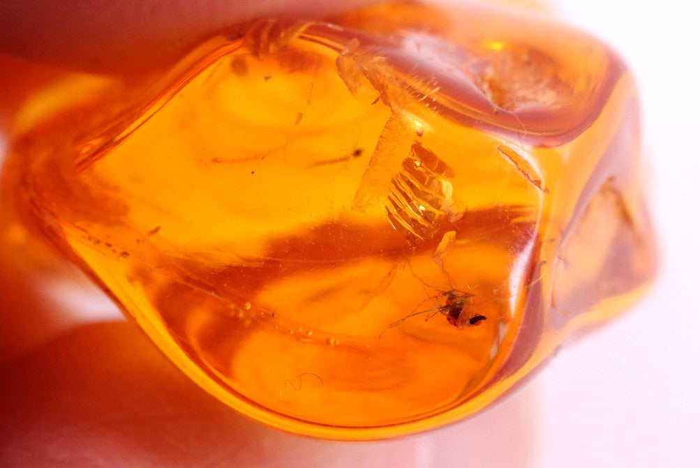 Amber Insects Inclusion