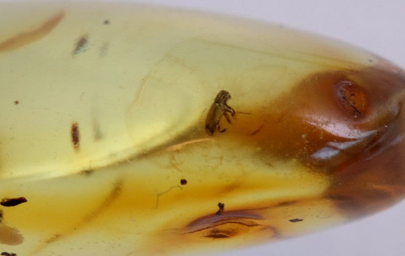 40 Million year Old Baltic Amber Insect Inclusion