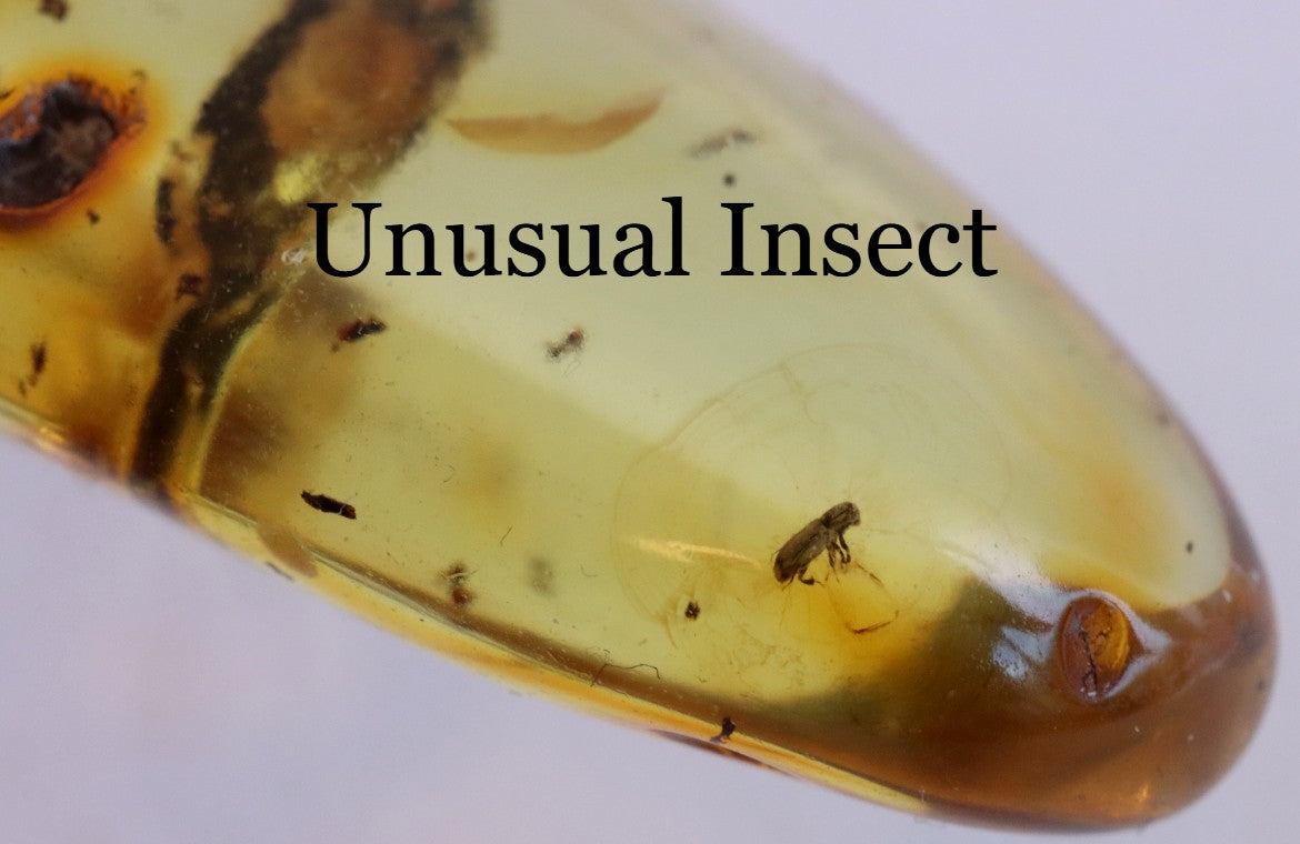 40 Million year Old Baltic Amber Insect Inclusion