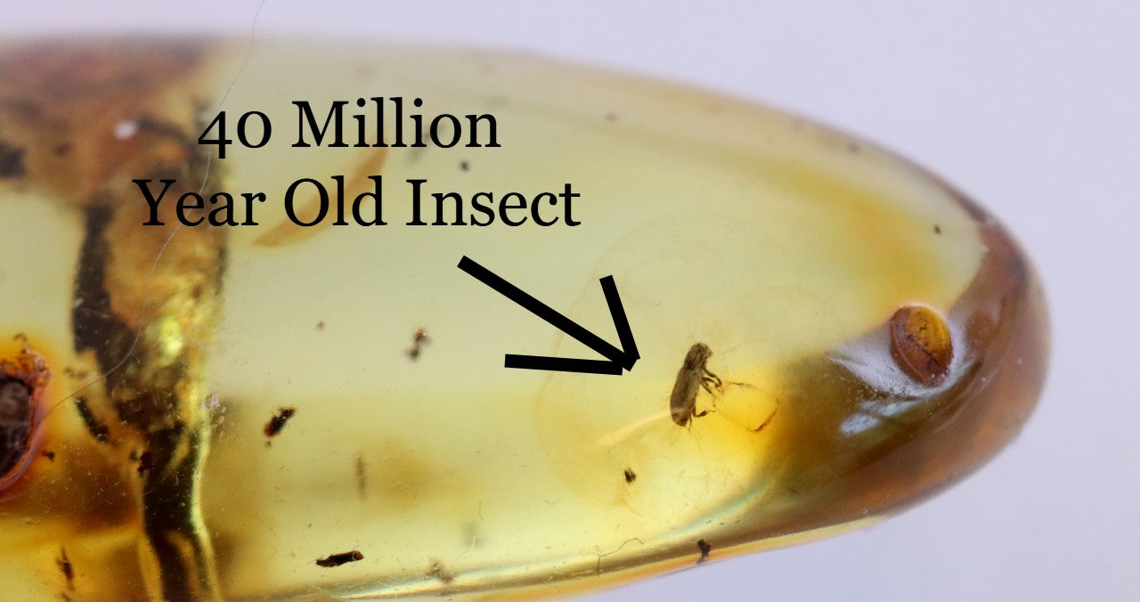 40 Million year Old Baltic Amber Insect Inclusion