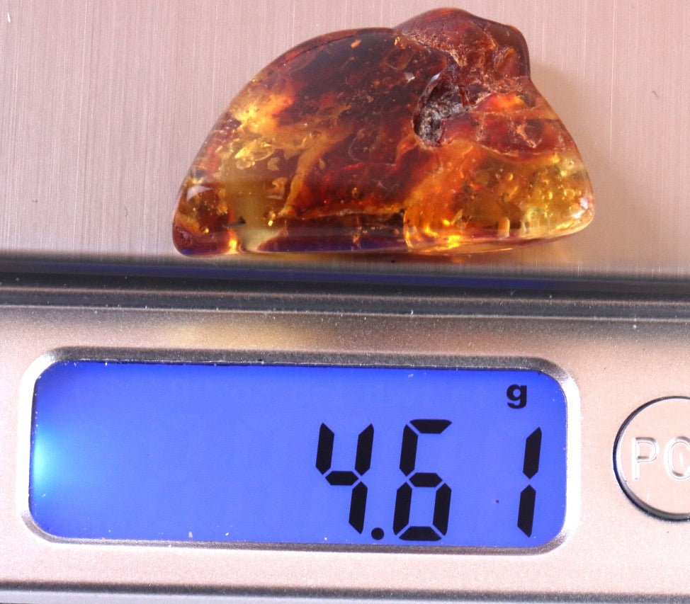 Amber gem with Insect