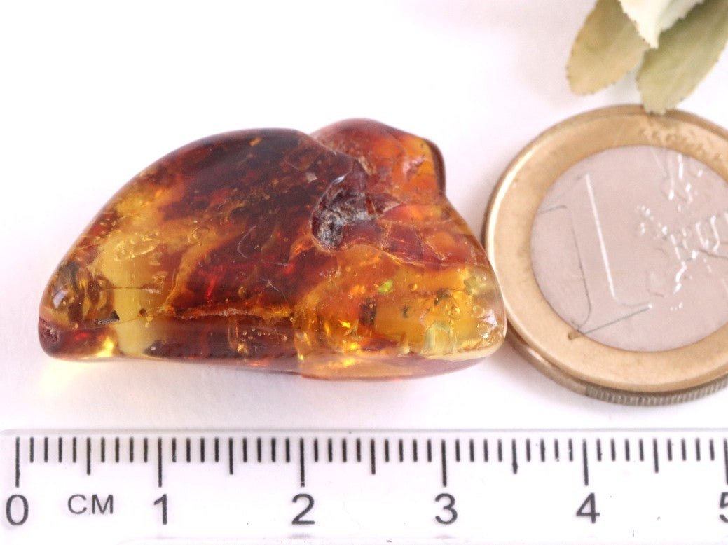 Amber gem with Insect