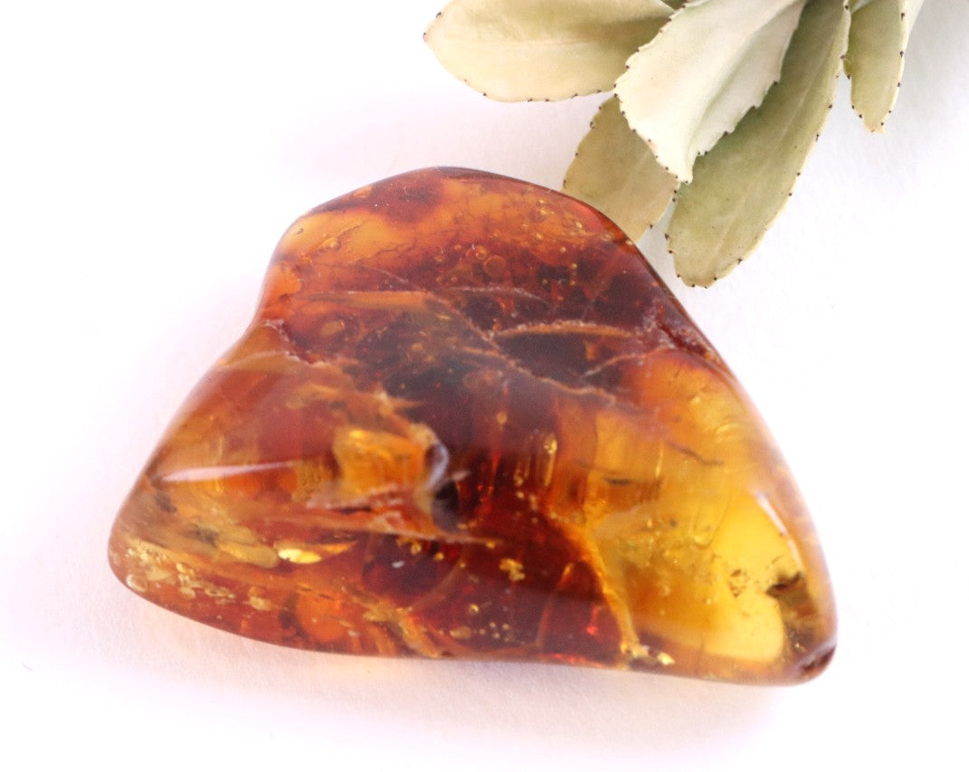 Amber gem with Insect