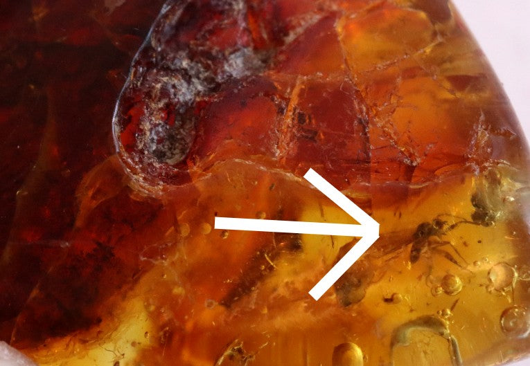 Amber gem with Insect