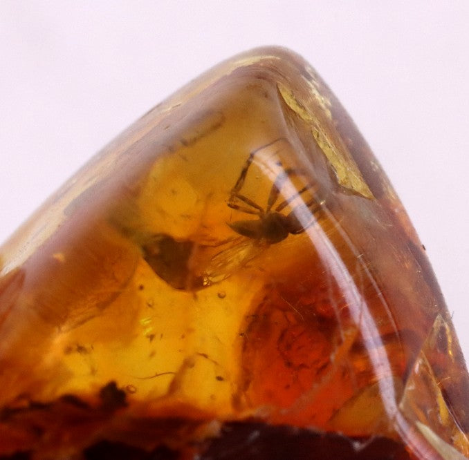 Amber gem with Insect