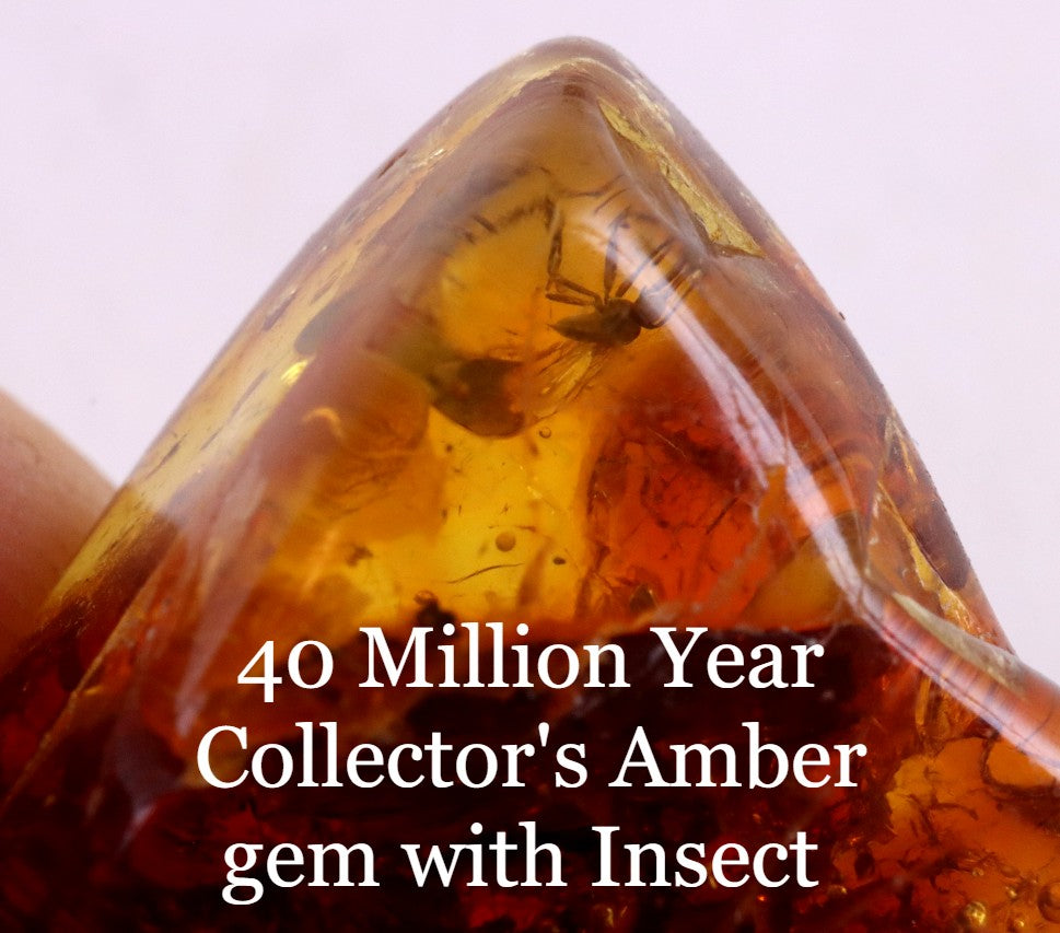 Amber gem with Insect