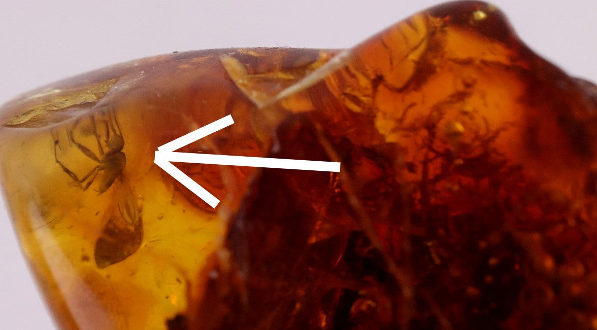 Amber gem with Insect