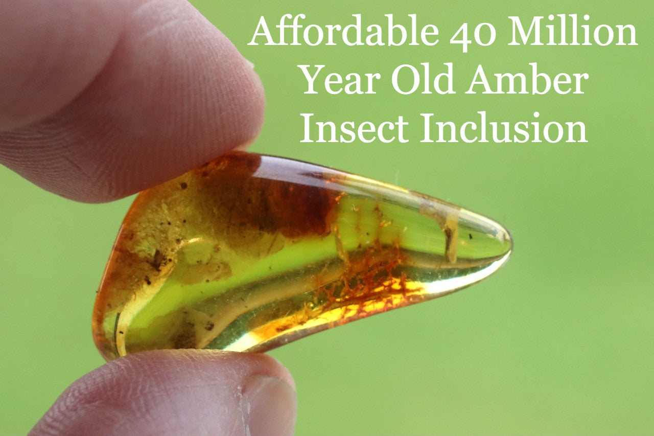 A small, polished piece of amber stone with a claim that it is 40 million years old and includes an insect.
