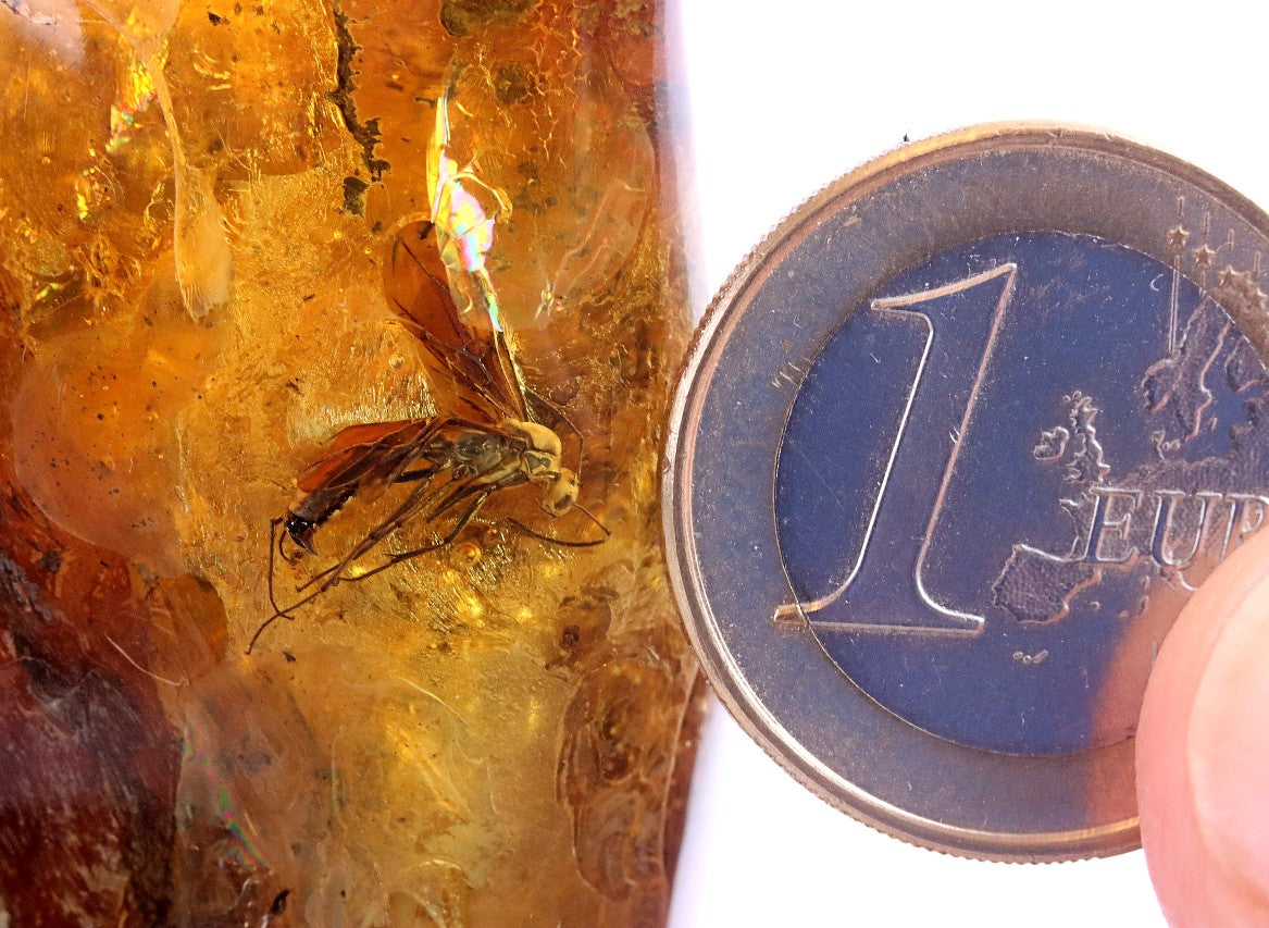 Amber with embedded insect next to a one Euro coin for scale