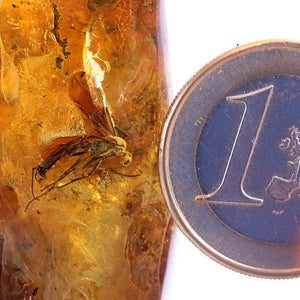 Amber with embedded insect next to a one Euro coin for scale