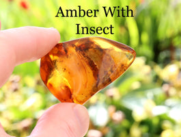Amber stone with an embedded insect held by a hand against a blurred natural background