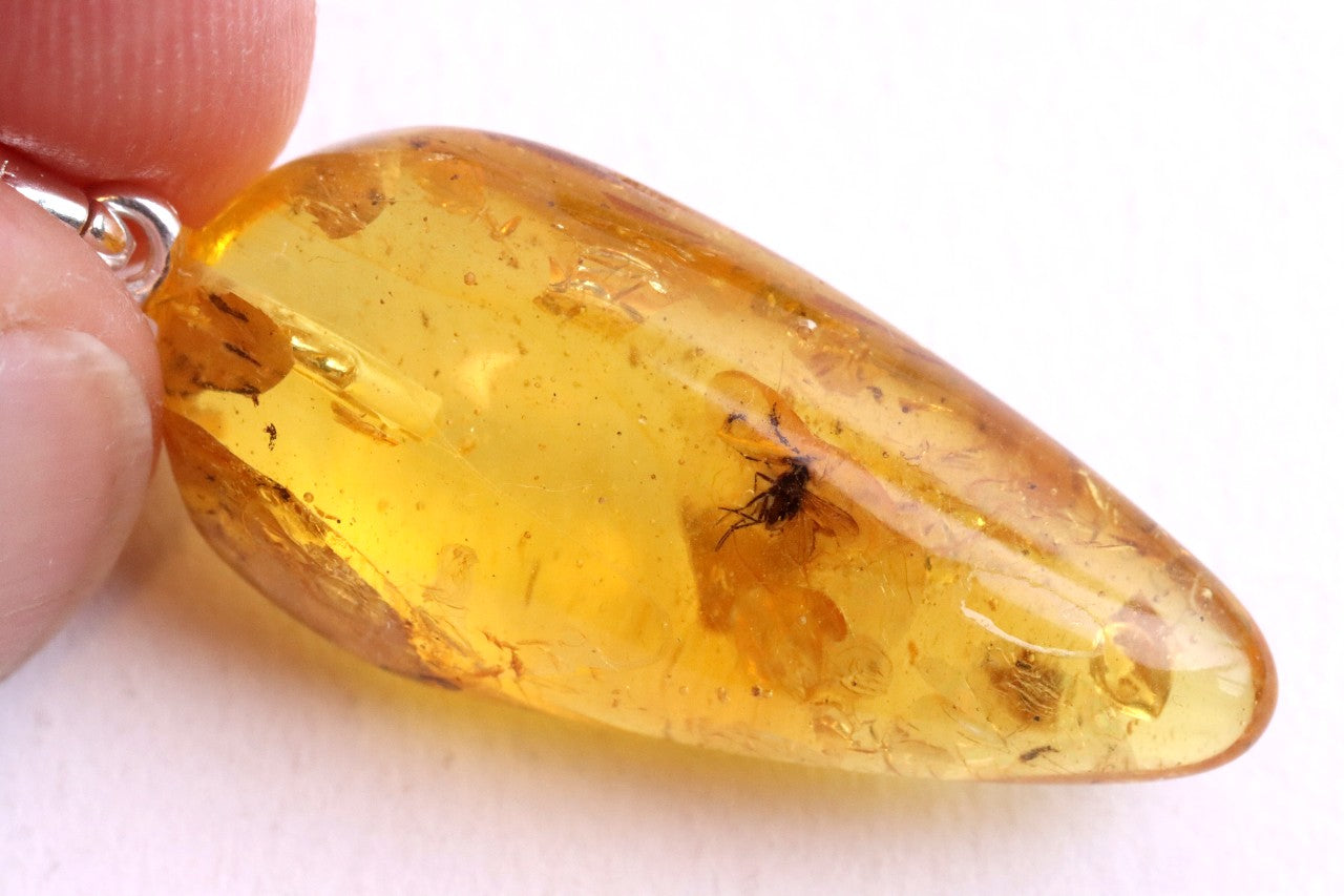 Amber with embedded insect on a white background