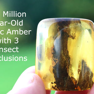 40 million year-old Baltic Amber with insect inclusions held by a hand against a blurred green background.