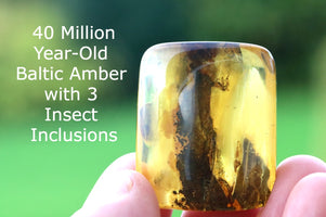 40 million year-old Baltic Amber with insect inclusions held by a hand against a blurred green background.