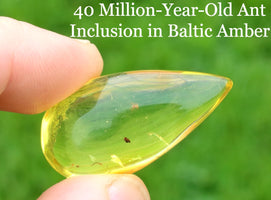 Ant inclusion in Baltic amber held by a hand against a green background.