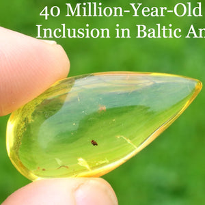 Ant inclusion in Baltic amber held by a hand against a green background.