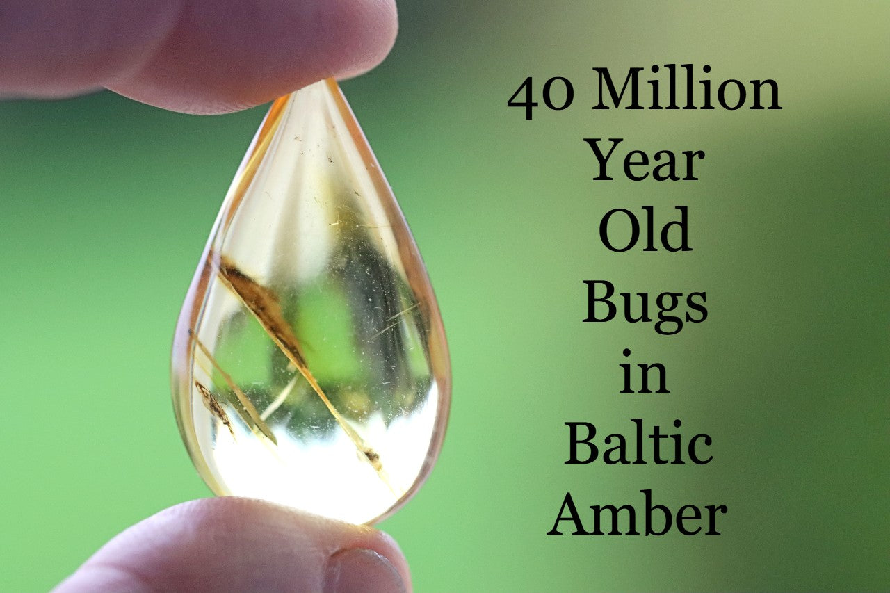 Teardrop-shaped piece of Baltic Amber with a preserved insect inside, held by a hand against a green background.