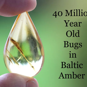 Teardrop-shaped piece of Baltic Amber with a preserved insect inside, held by a hand against a green background.