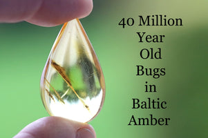 Teardrop-shaped piece of Baltic Amber with a preserved insect inside, held by a hand against a green background.