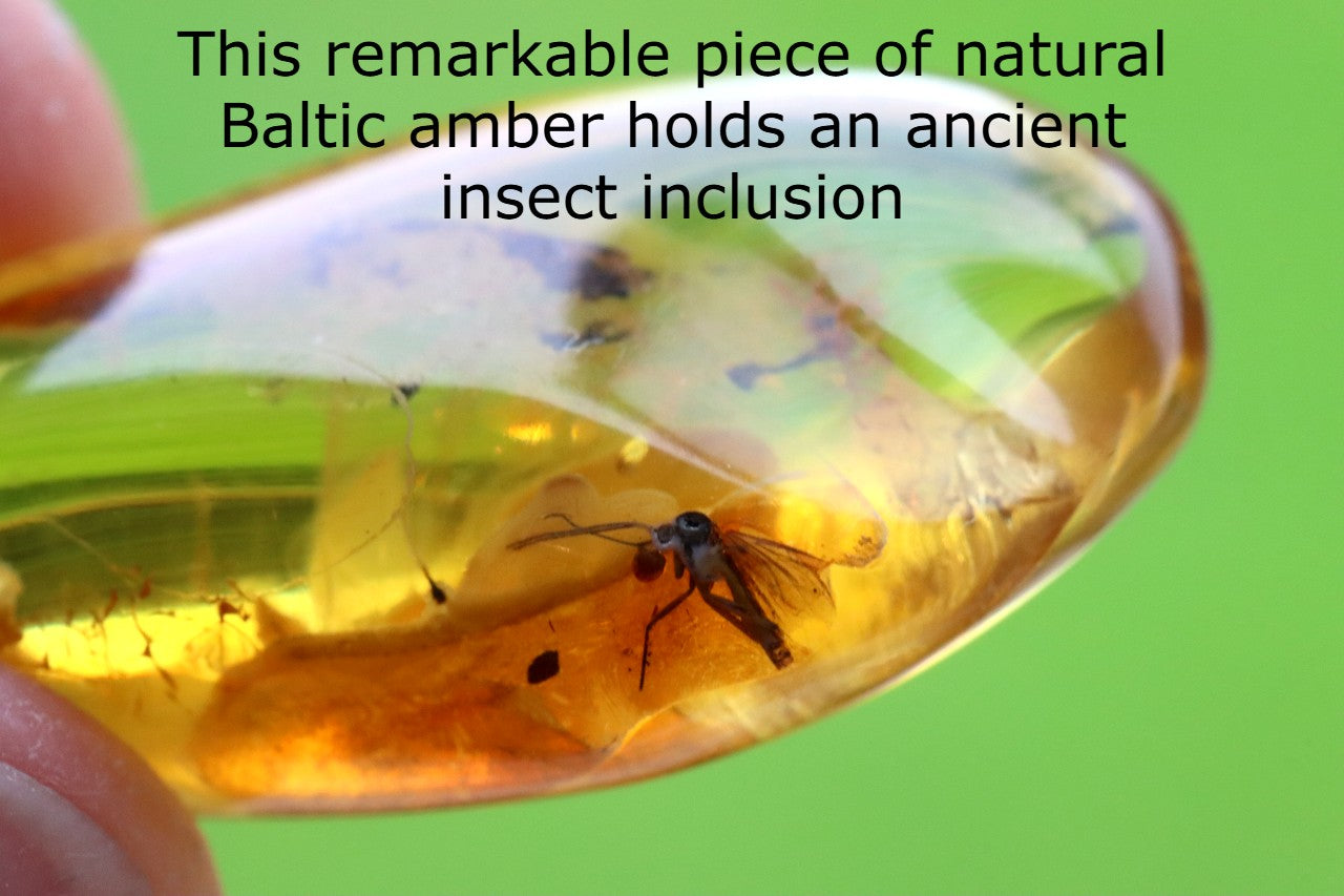 Authentic Fossil Amber Gem