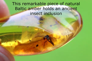 Authentic Fossil Amber Gem