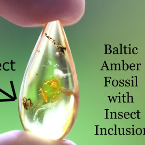 Teardrop-shaped Baltic Amber fossil with insect inclusion held between fingers against a green background.