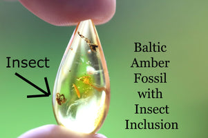 Teardrop-shaped Baltic Amber fossil with insect inclusion held between fingers against a green background.