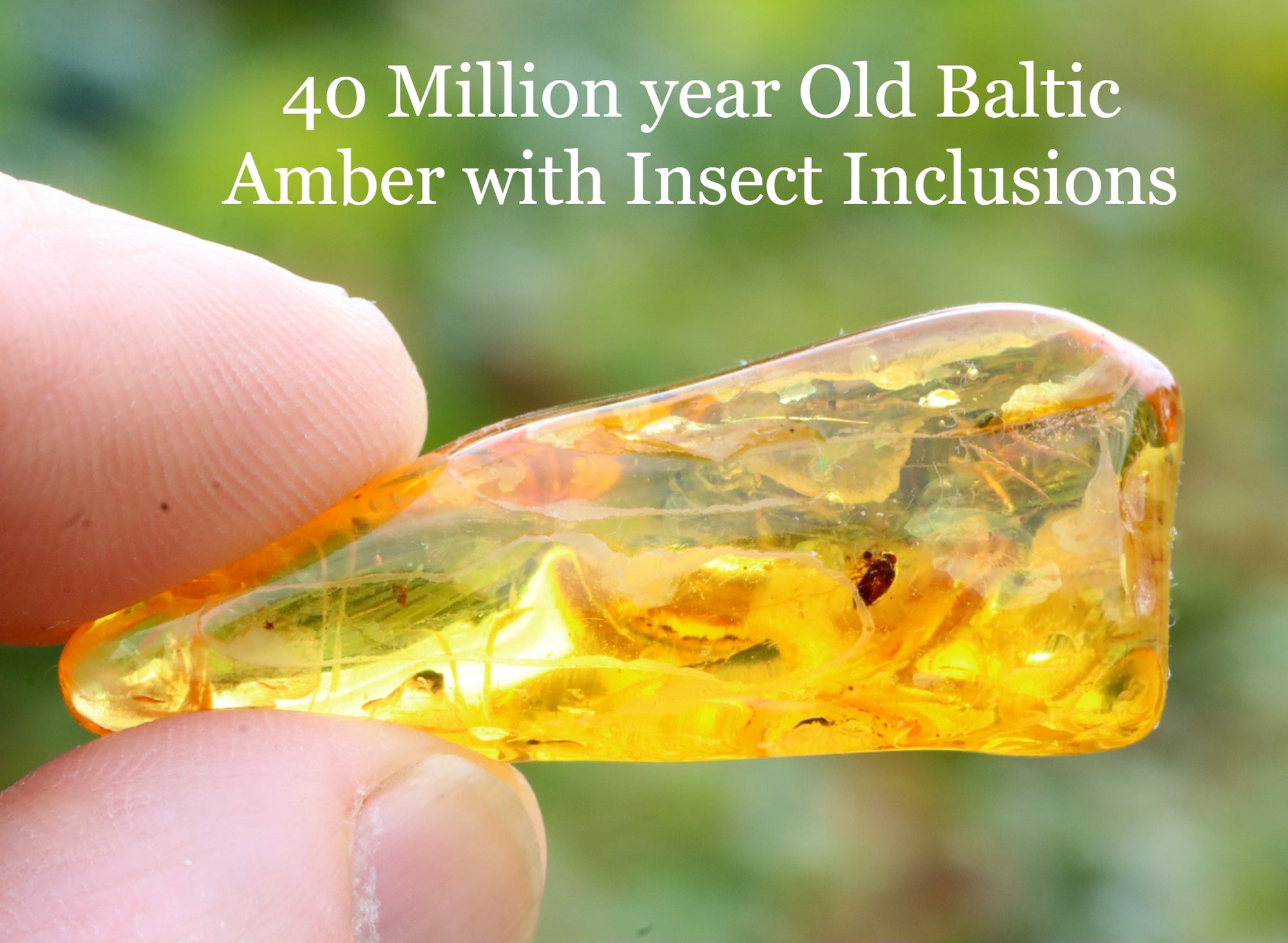 Bug in amber