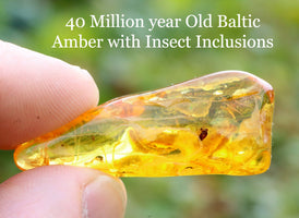 Bug in amber