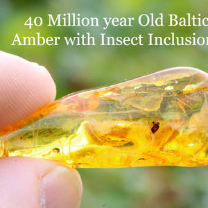 Bug in amber