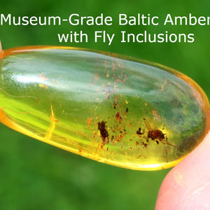 But trapped in Amber Gem with Fly Inclusions held between fingers against a green background