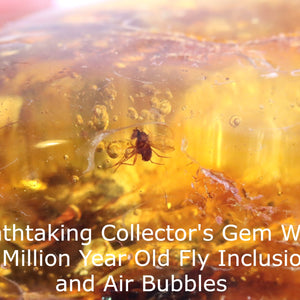 fly inclusion in amber