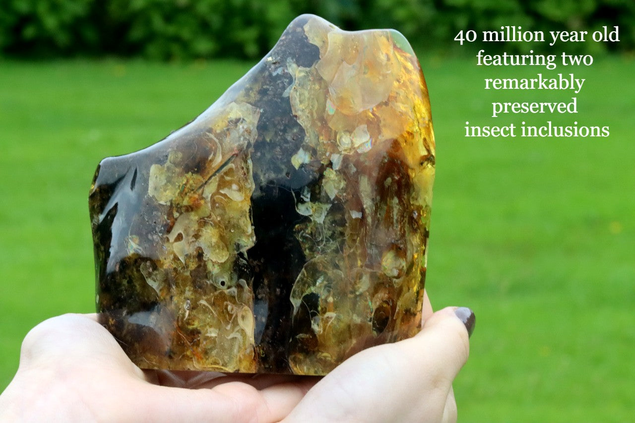 Hand holding a piece of fossilized rock with insect inclusions against a green background