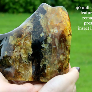 Hand holding a piece of fossilized rock with insect inclusions against a green background