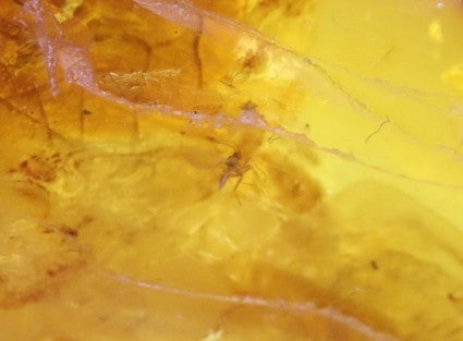Baltic Amber Amulet with Insect Inclusion | 40 Million Year Old Fossil Resin from Eocene Era