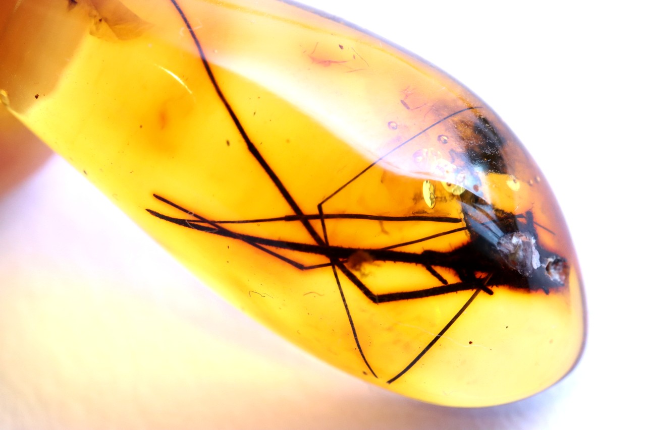 Baltic Amber with Insect Inclusion