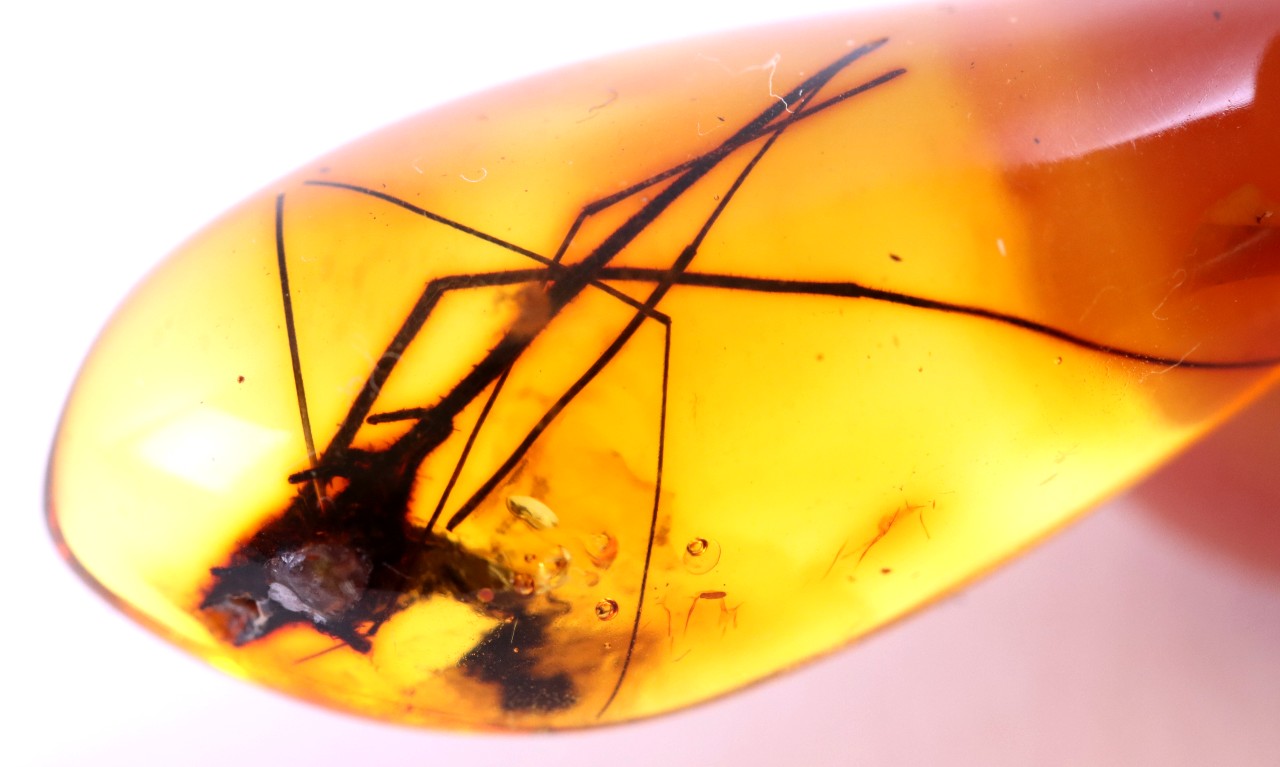 Baltic Amber with Insect Inclusion