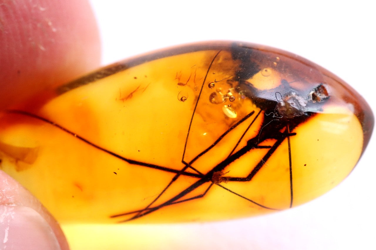 Baltic Amber with Insect Inclusion