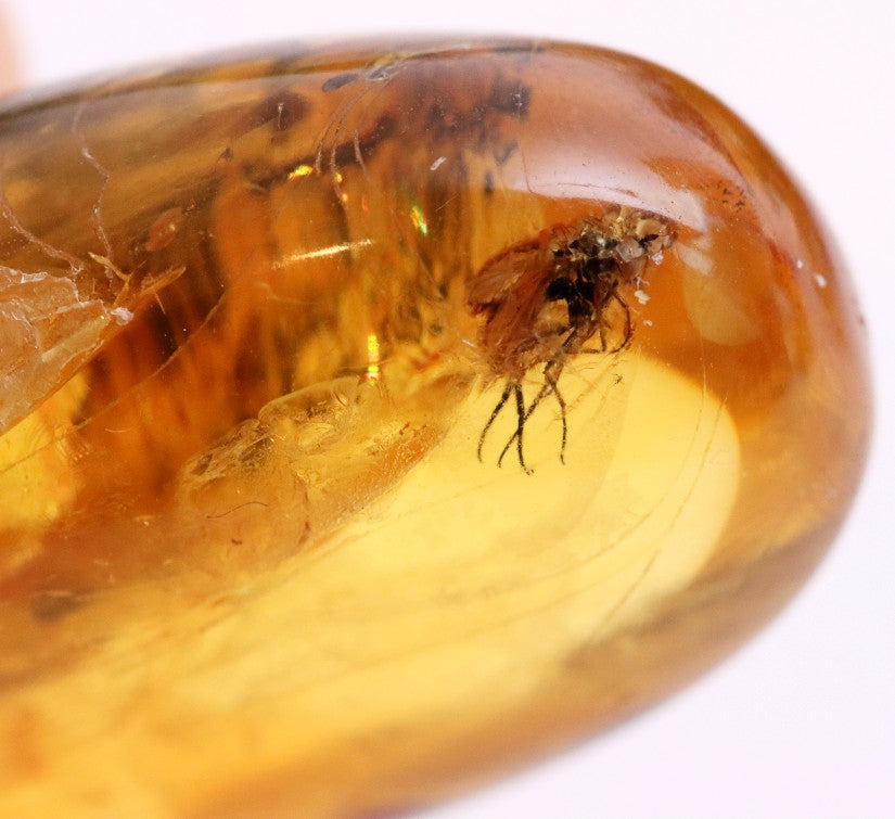 Baltic Amber with Visible Fly Inclusion