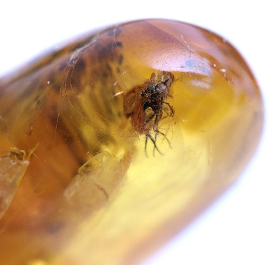 Baltic Amber with Visible Fly Inclusion