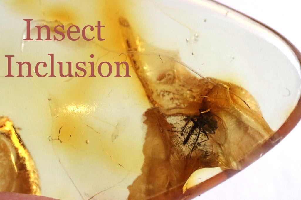 40 Million Year Old Baltic Amber Insect Inclusion