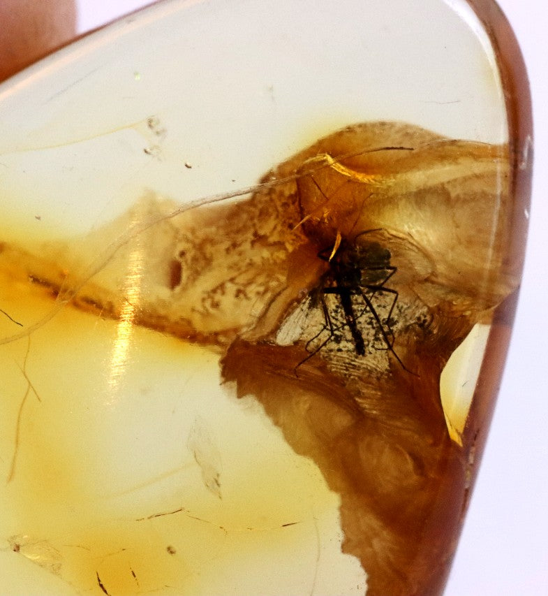 40 Million Year Old Baltic Amber Insect Inclusion