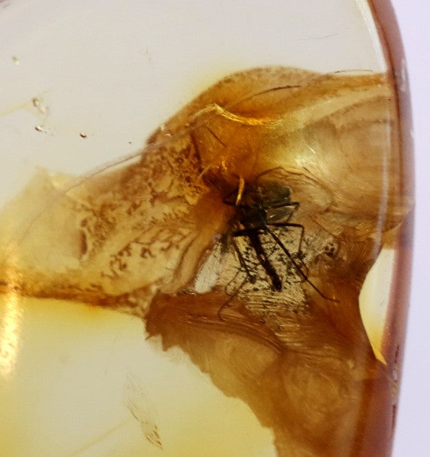 40 Million Year Old Baltic Amber Insect Inclusion