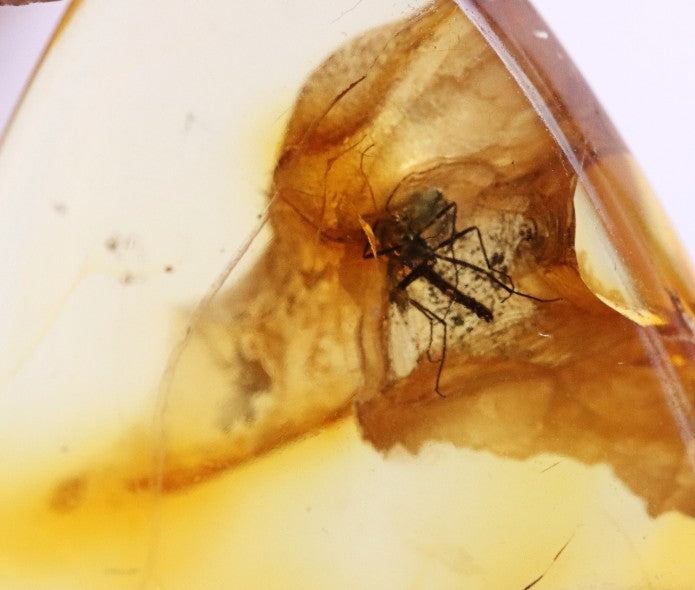 40 Million Year Old Baltic Amber Insect Inclusion