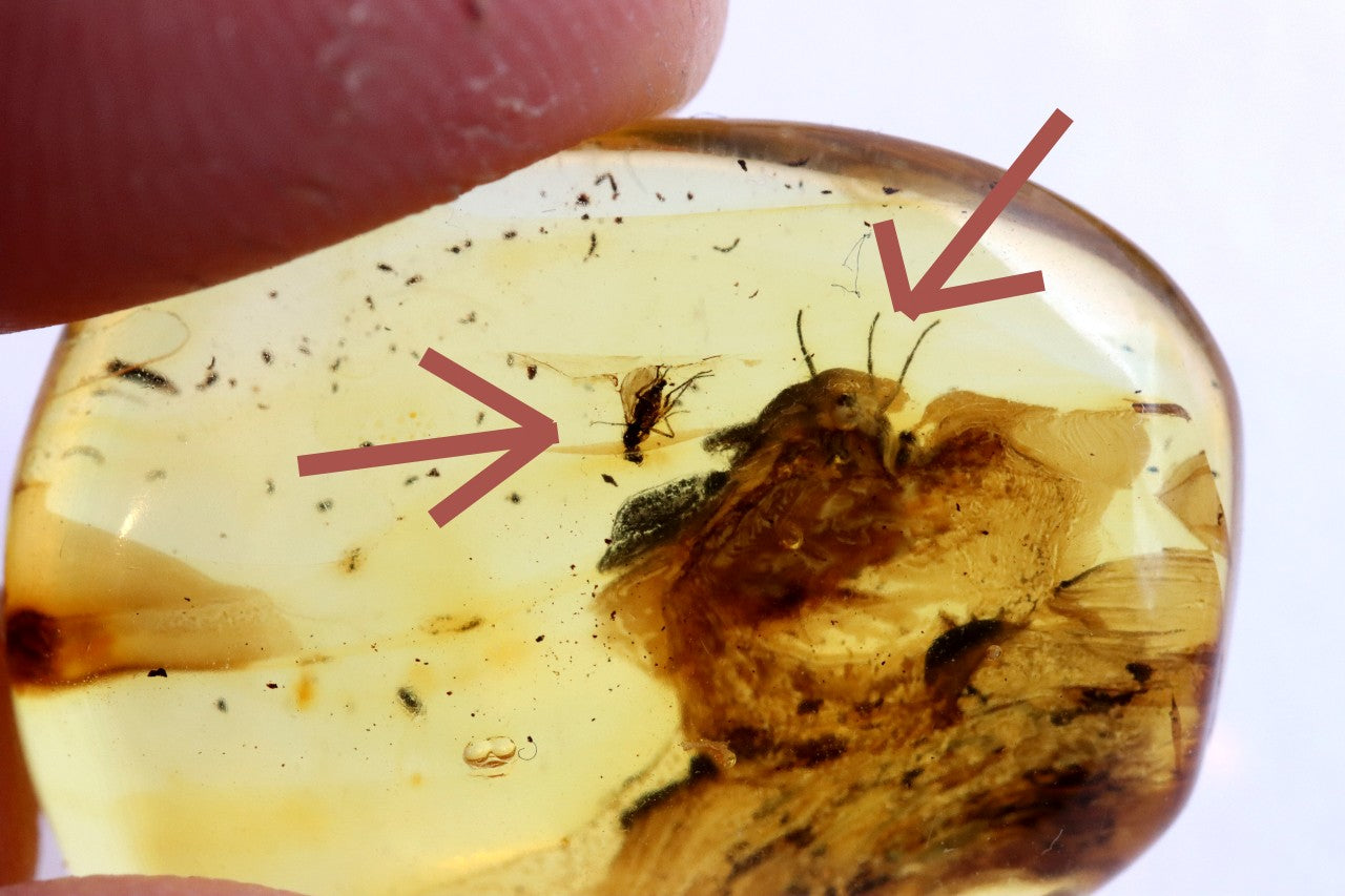 Ancient Baltic Amber Fossil – 2 X 40M-Year Insect Inclusion